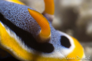 Quadricolour up close and personal by James Deverich 